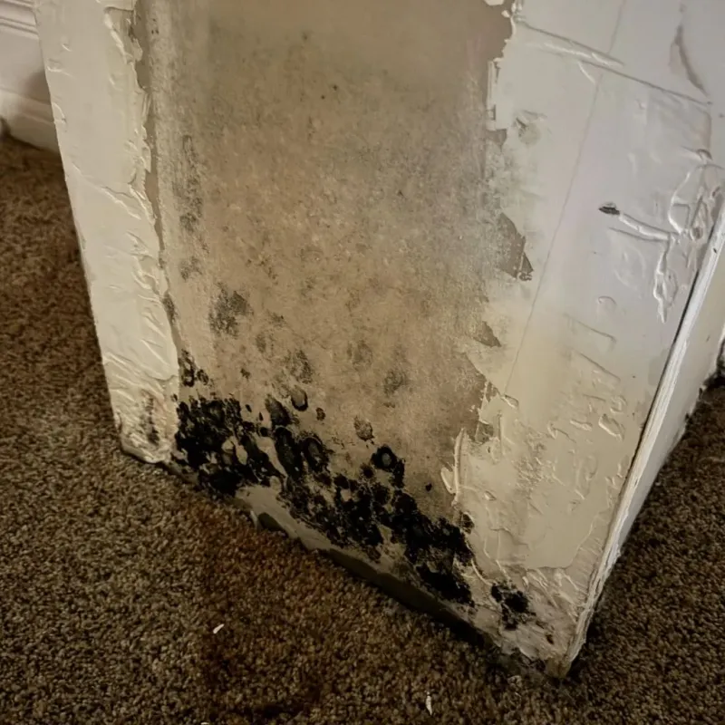 Professional Mold Removal in Rockbridge County, VA